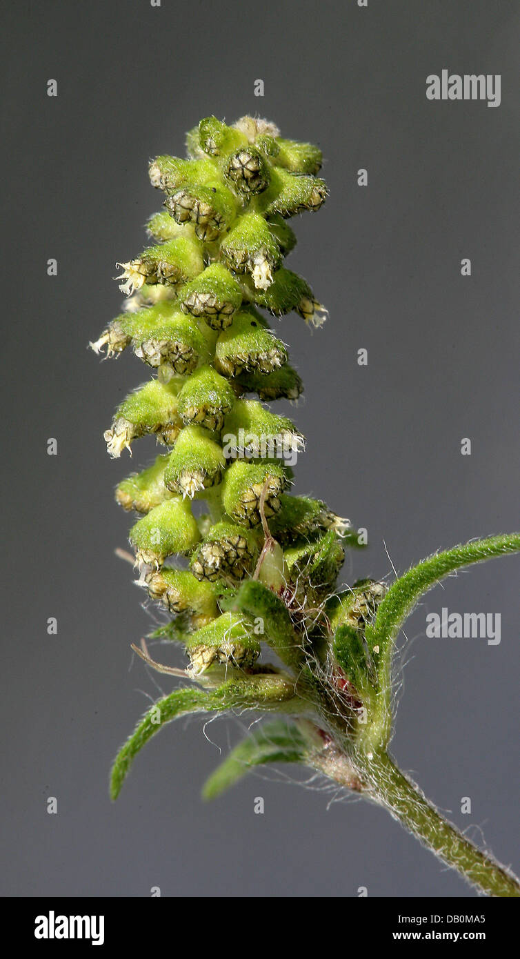 La foto mostra il polline su un impianto di comune ragweed (Ambrosia artemisiifolia), Cottbus, Germania, 11 settembre 2007. Ambrosia artemisiifolie ha il mondo di polline stongest allergene. Esso può provocare prurito agli occhi, lacrime, mal di testa e febbre da fieno per persone allergiche a. Secondo il biologo è cruciale per fermare la pianta invasiva di diffondersi ulteriormente. Essa proviene dal Nord Ame Foto Stock