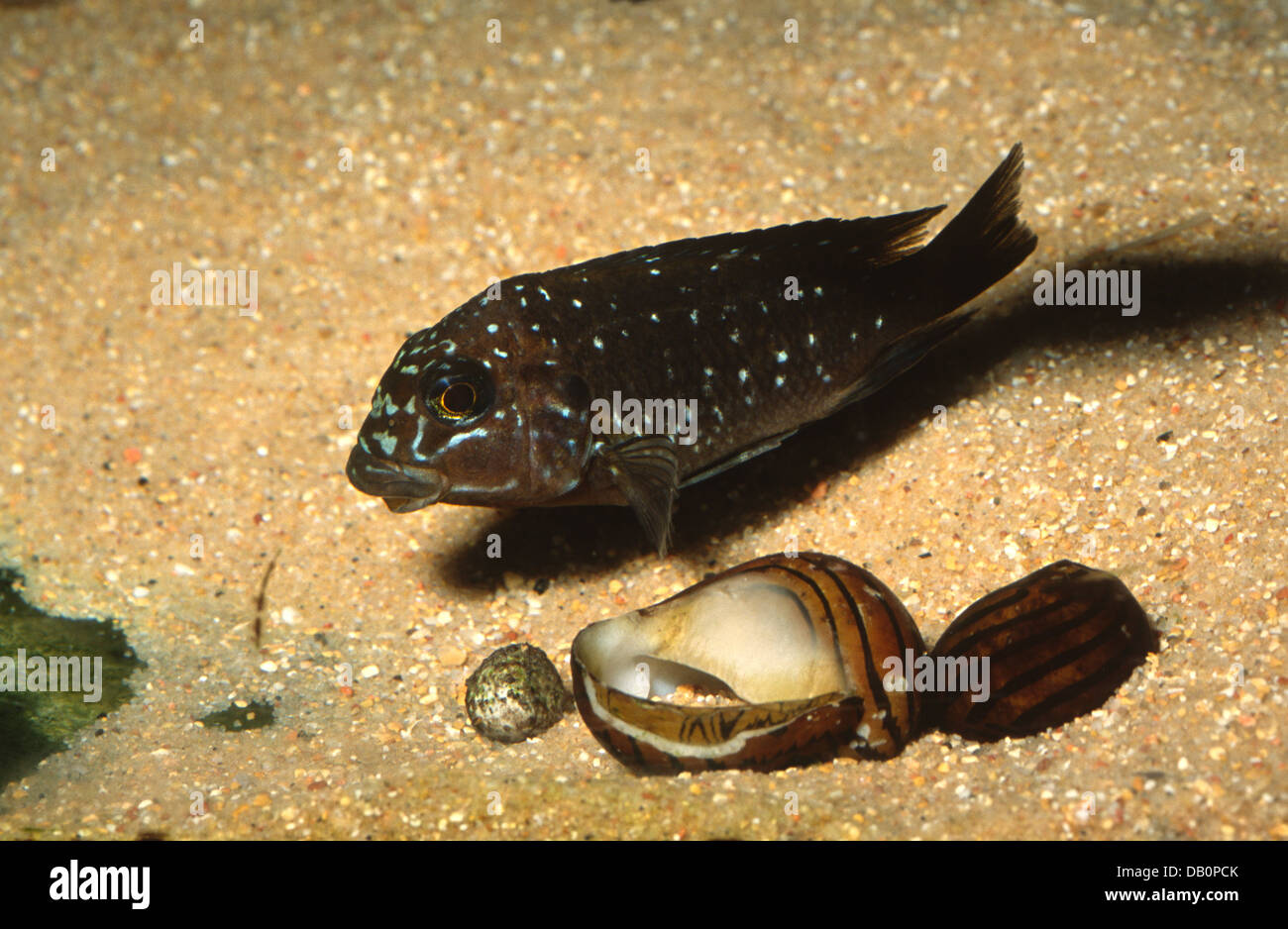 Threadfin cichlid Petrochromis trewavasae Cichlidae, del Lago Tanganica, Africa Foto Stock