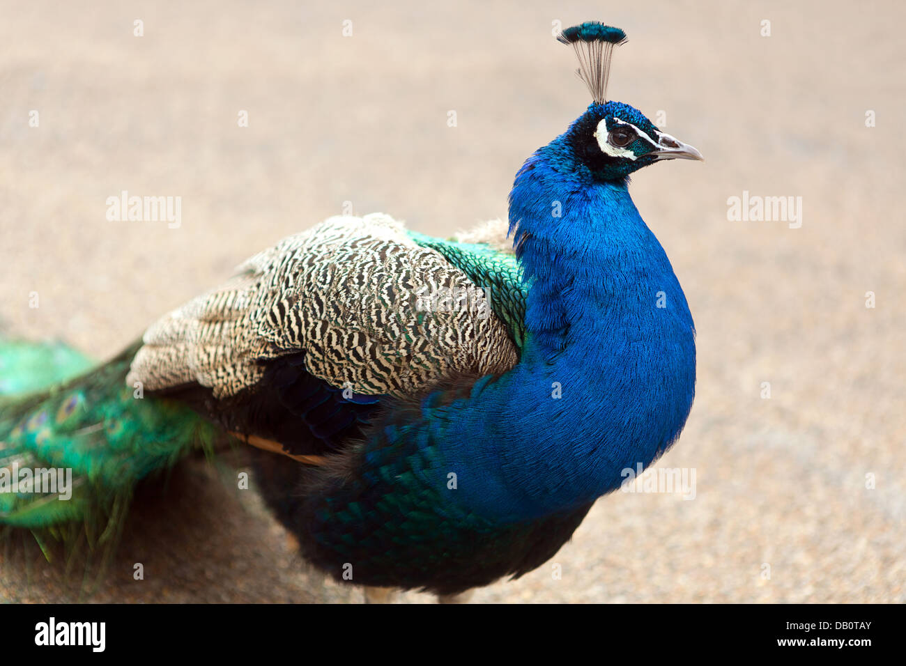 Peacock, (un maschio Peafowl). Foto Stock
