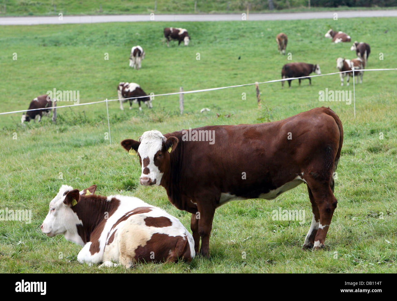 Vacche e vitelli nella foto al mangime in San Pietro, Germania, 17 ottobre 2007. Foto: Patrick Seeger Foto Stock