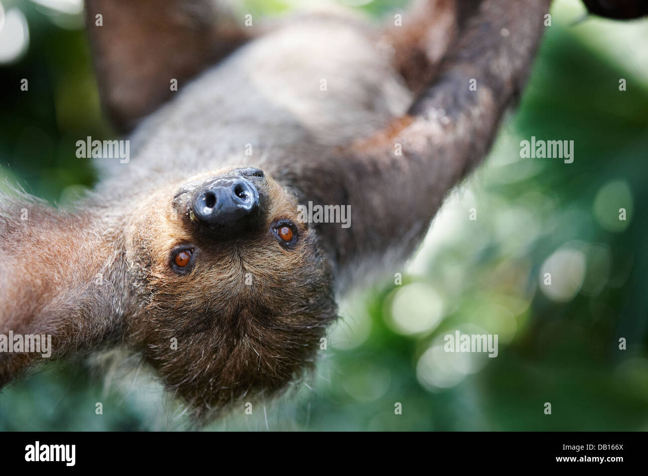 Due dita bradipo in Singapore Zoo. Nome scientifico: Choloepus didactylus. Foto Stock