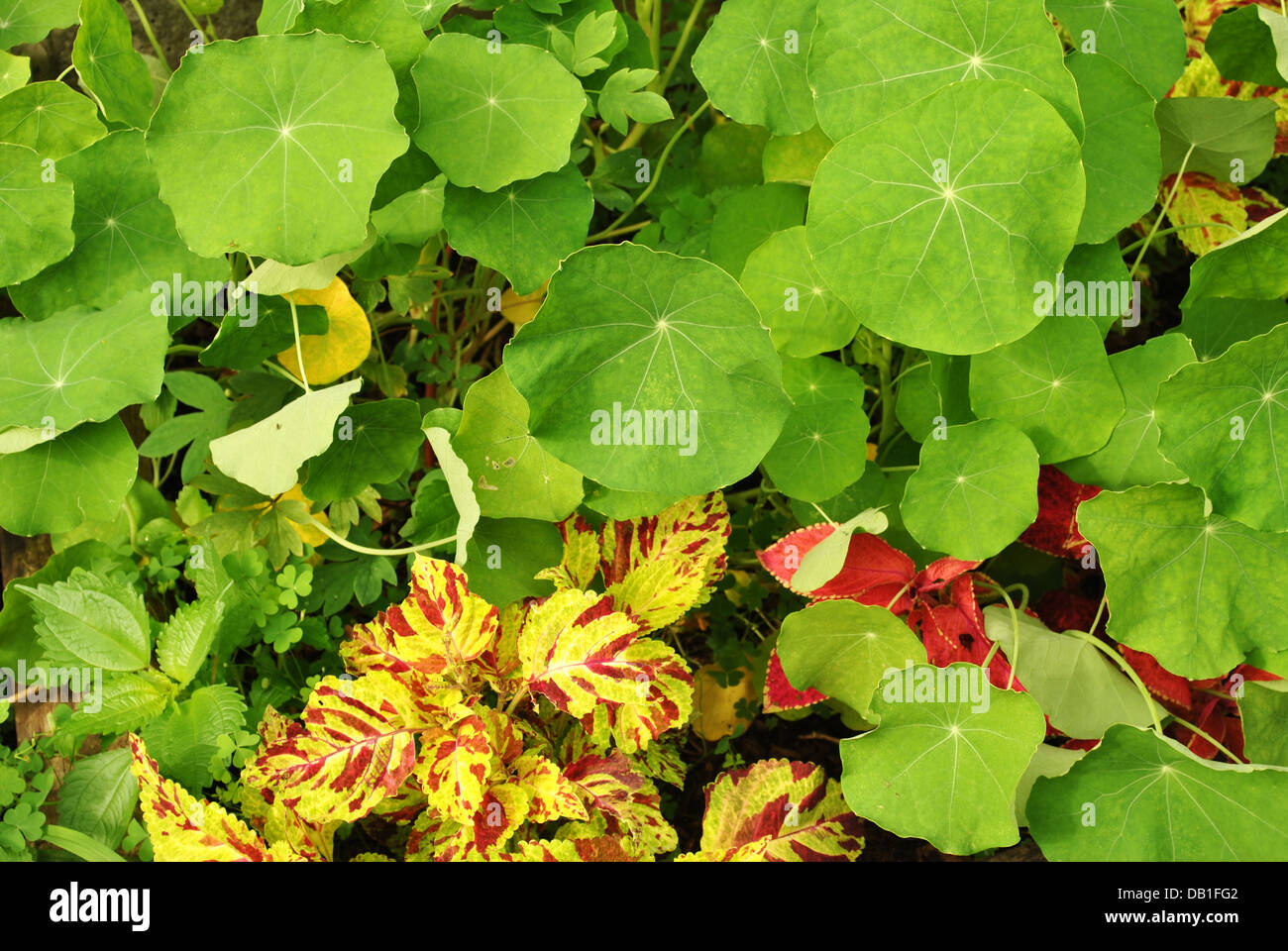 Estate piante che crescono in un giardino Foto Stock