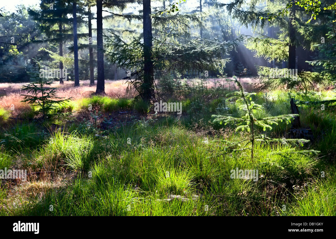 La luce del sole nel verde della foresta di conifere Foto Stock