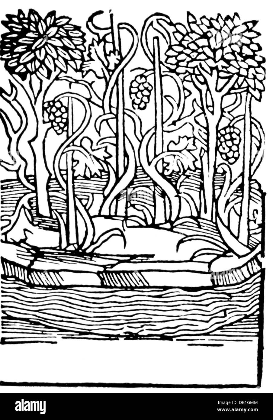 Agricoltura, viticoltura, vitigni, taglio di legno, da: Petrus de Crescentis (1230 / 1233 - 1320 / 1322), 'Opus de ruralium rerum', stampa: Peter Drach, Speyer, 1515, diritti-aggiuntivi-clearences-non disponibile Foto Stock