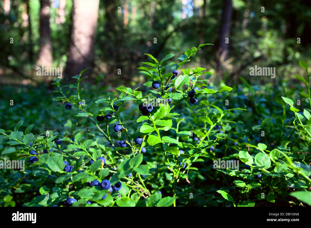 Mirtillo arbusti con frutti di colore blu nella foresta Foto Stock