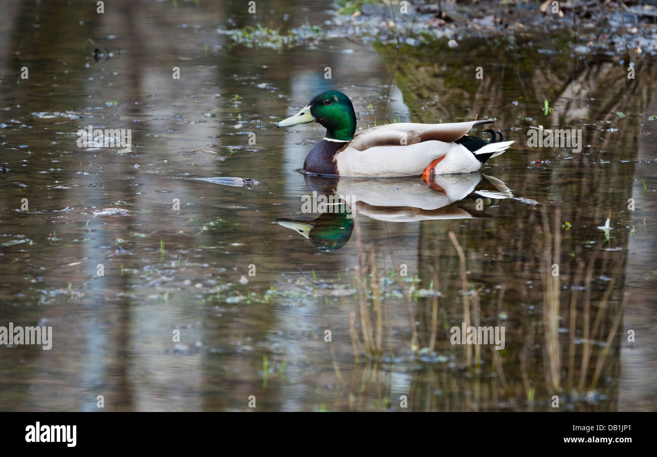 Anatra selvatica galleggianti sullo stagno Foto Stock