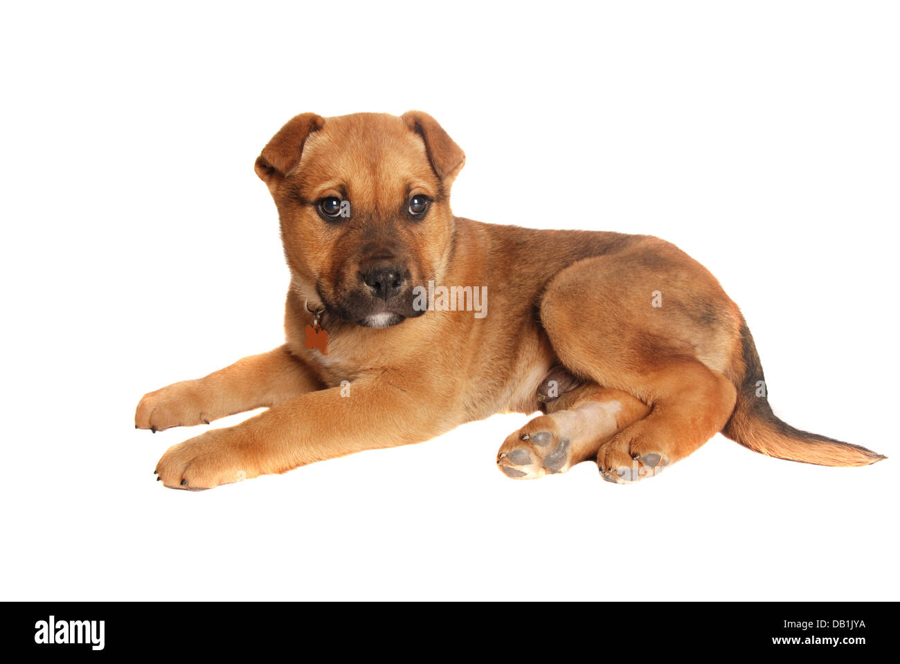 Tan cucciolo che stabilisce Foto Stock