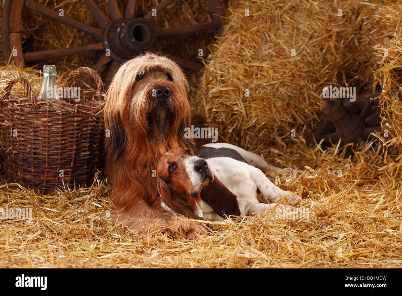 Briard e Basset Hound / Berger de Brie |Briard, Ruede, und Basset Hound, Huendin / Berger de Brie Foto Stock