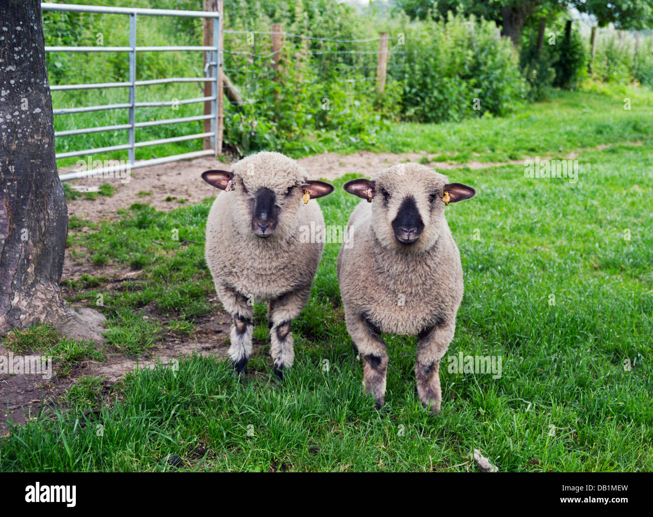 Razza Hampshire pecore al pascolo in un campo nello Shropshire, Regno Unito Foto Stock