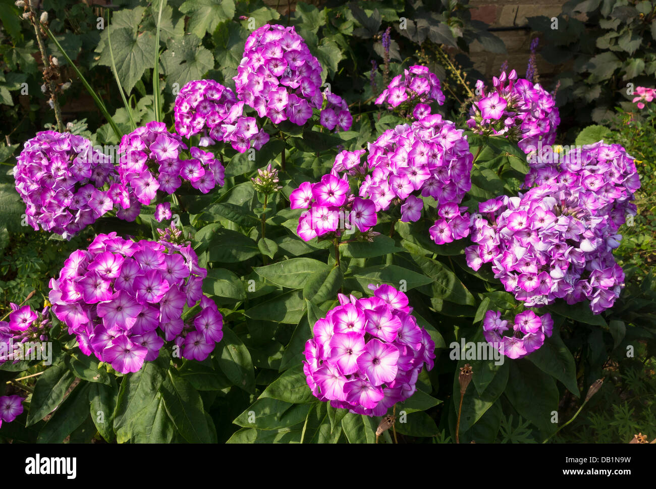 Fiori di Phlox Paniculata Uspekh Foto Stock