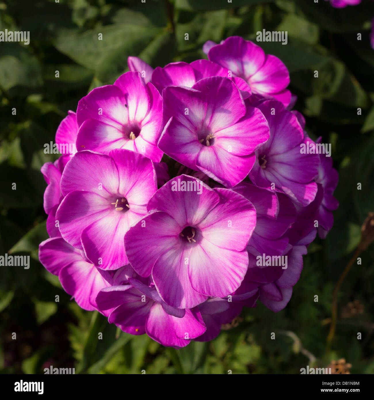 Fiore di Phlox Paniculata Uspekh Foto Stock