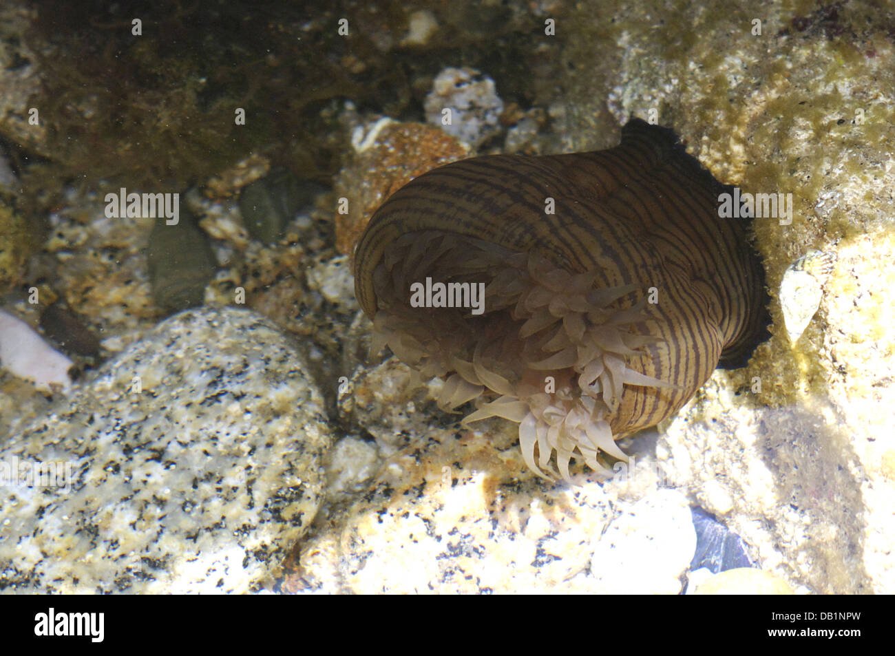 Actina cari, un mare mediterraneo anemone Foto Stock