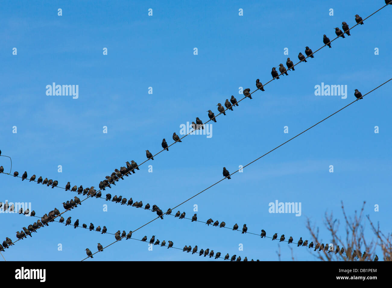 Per gli storni su cavi telefonici nelle zone rurali Co Wexford Repubblica di Irlanda Foto Stock