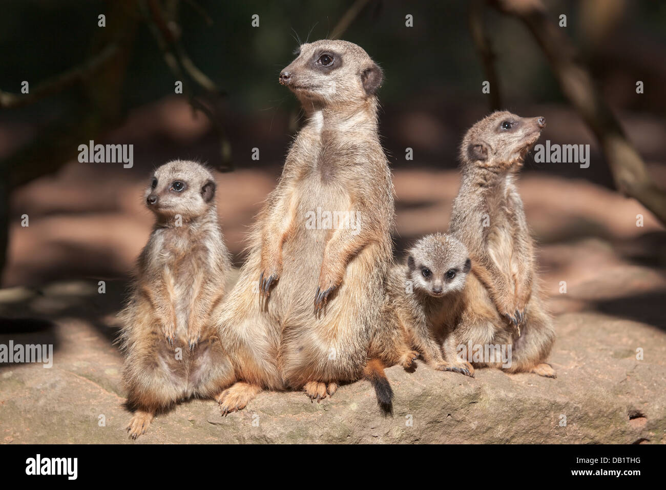Giovane famiglia di Meerkats (Suricata suricatta). Foto Stock