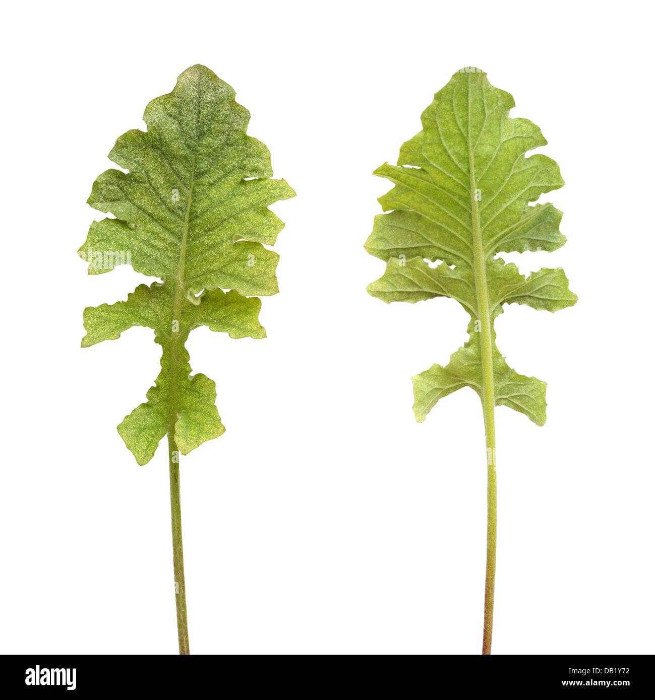 Colonia di acaro su gerbera pianta, Tetranychidae, isolato Foto Stock