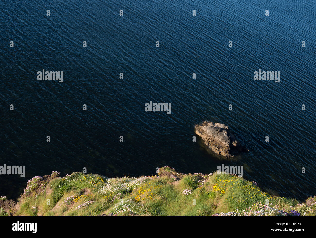 Vegetò scogliera sul mare e la pila con la fioritura rene veccia, parsimonia e mare campion, a Tankardstown, nella contea di Waterford, Irlanda Foto Stock