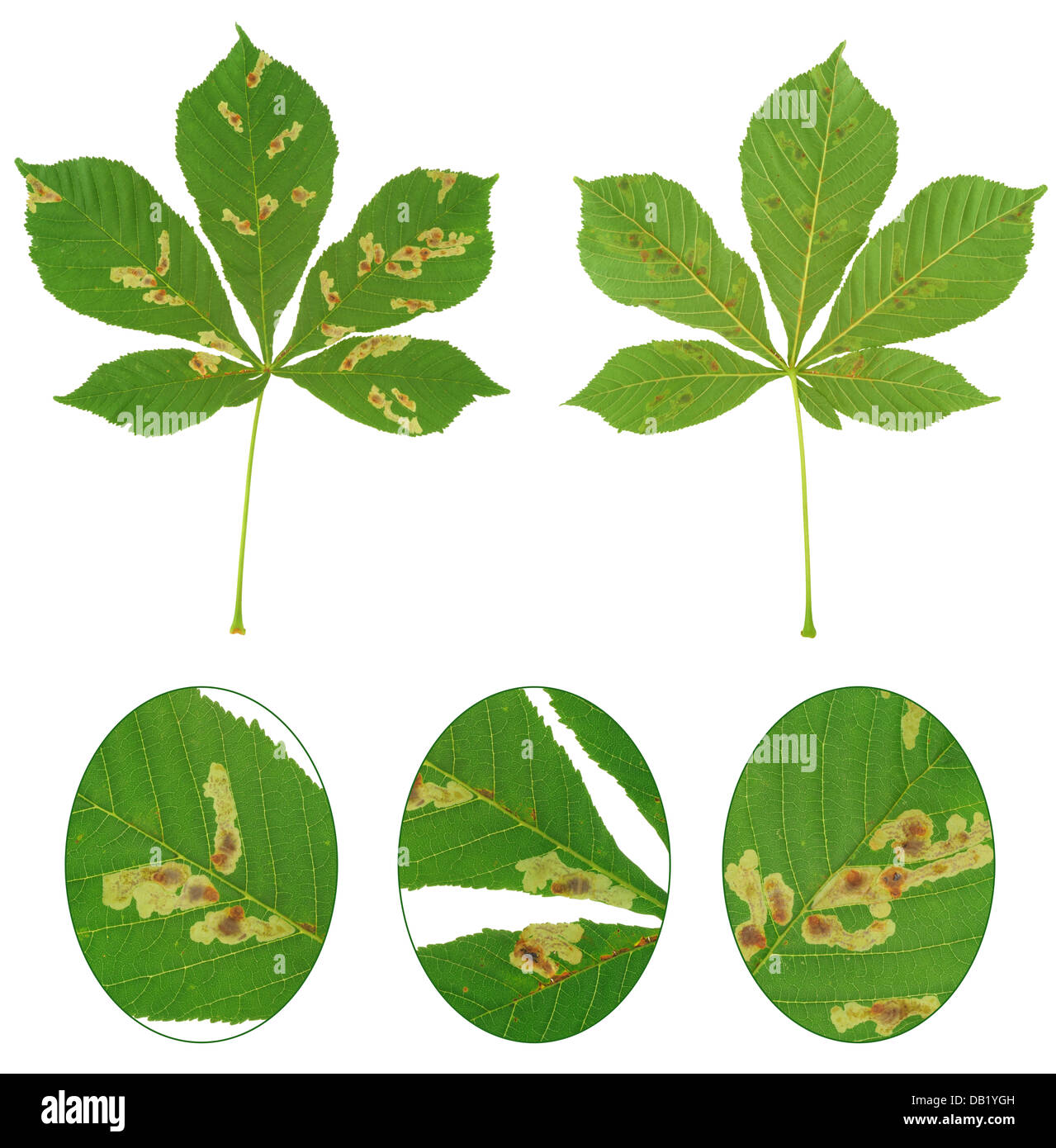 Foglie di castagno attaccato da ippocastano leaf miner, Cameraria ohridella Foto Stock