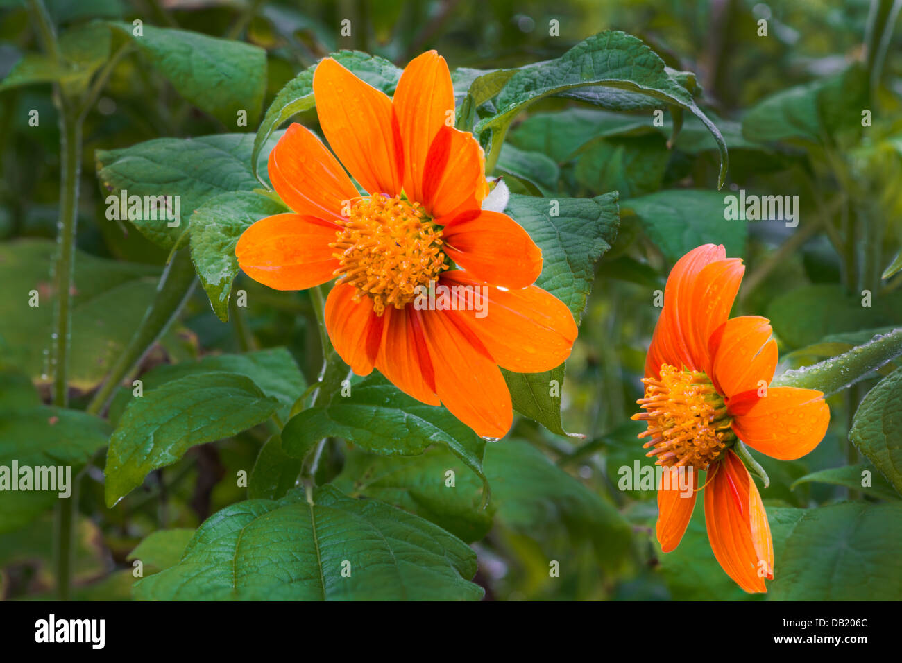 Girasole messicano Foto Stock