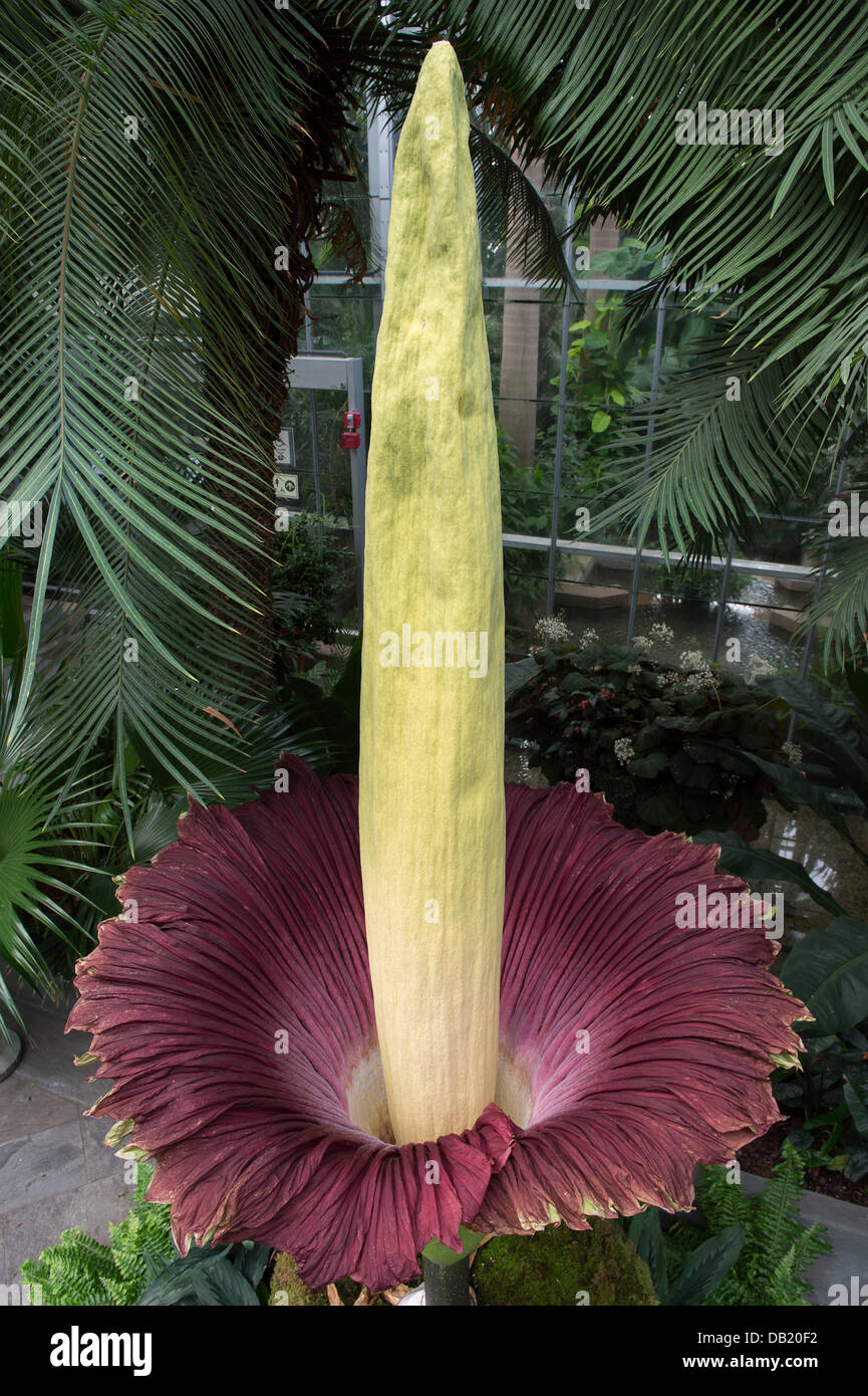 La Titan arum, noto anche come il cadavere fiore o stinky impianto, inizia blooming presso gli Stati Uniti Giardino Botanico Conservatorio Luglio 22, 2013 a Washington, DC. Il gigante fiore ha un odore che ricorda il profumo di una decomposizione di mammifero e la fioritura dura solo per 24 a 48 ore. Foto Stock