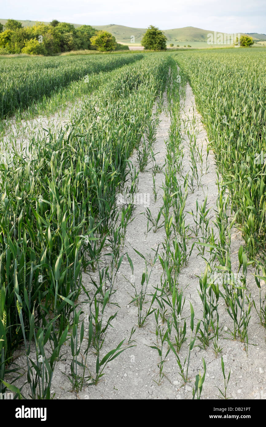 Coltivazione di mais nel campo Foto Stock