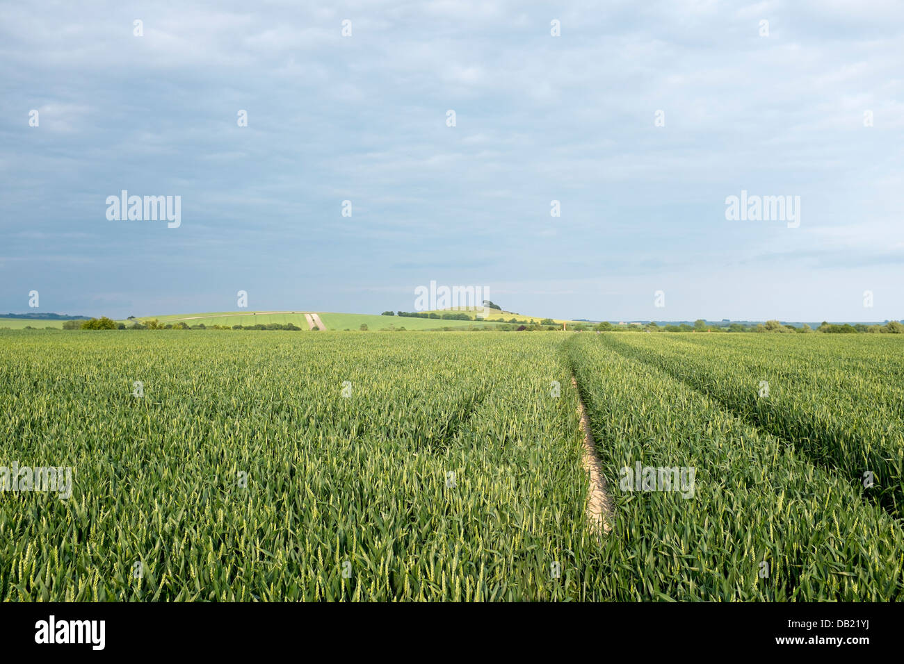 Campo di grano nel Wiltshire Foto Stock