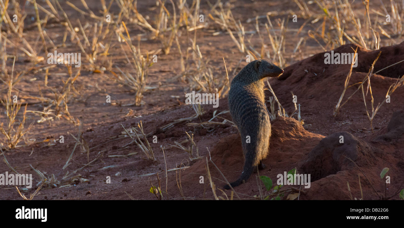Un nastrare mangusta in piedi accanto al termite mound dove vive. Prese nel Parco Nazionale di Tarangire e, Tanzania. Foto Stock