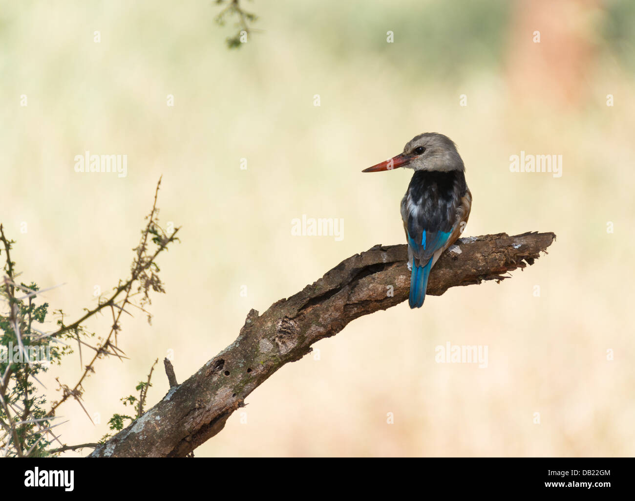 Una a testa grigia Kingfisher seduto su un ramo nel Parco Nazionale di Tarangire e, Tanzania. Foto Stock