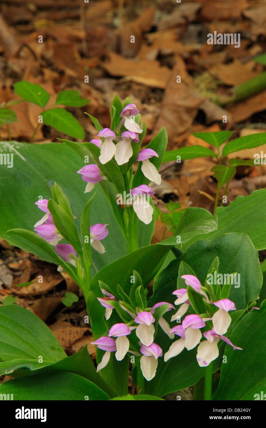 Appariscente Orchis, Bradley forcella Trail, Great Smoky Mountains National Park, North Carolina, STATI UNITI D'AMERICA Foto Stock