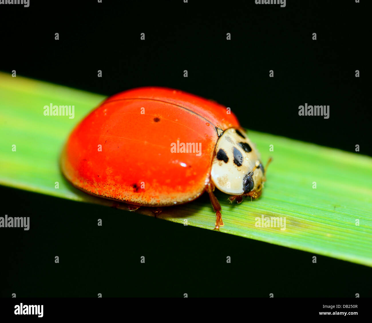 Ladybug arroccato su una pianta a foglia. Foto Stock