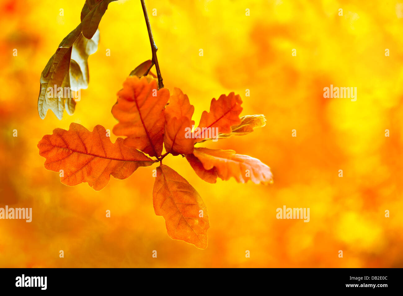 Bellissimo sfondo d'autunno. Bright Foglie di quercia nella foresta di autunno sfondo floreale Foto Stock