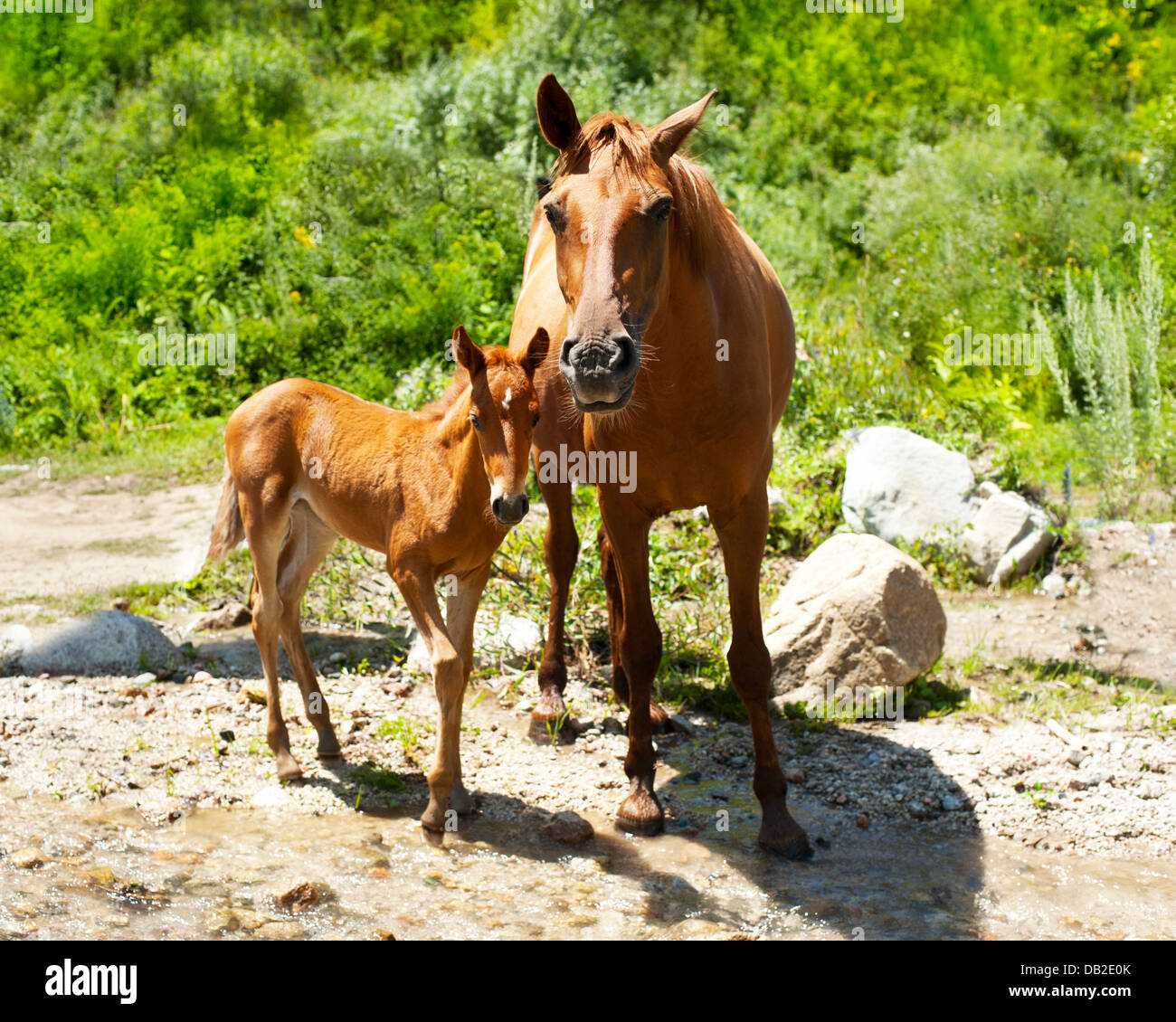 Giovane puledro e mare a prato vicino al fiume di montagna Foto Stock