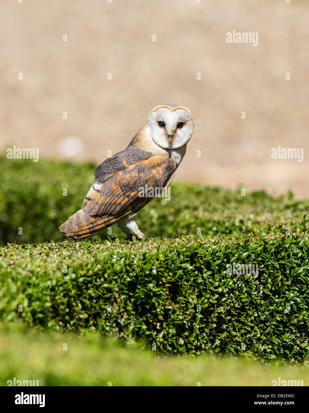 Il barbagianni (Tyto alba), poggiante su di un giardino siepe, Francia Foto Stock