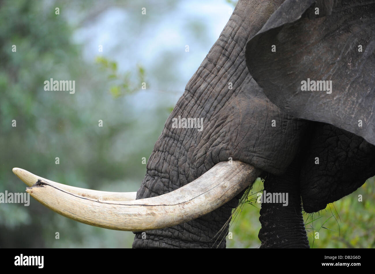 Tusker elephant sul profilo di svolazzamento orecchio Foto Stock