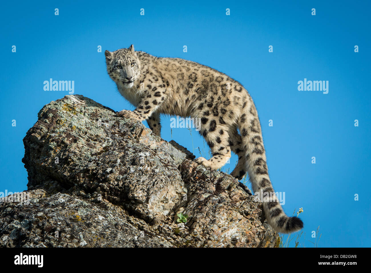 Snow Leopard guardando verso il basso dal bordo di scogliere Foto Stock