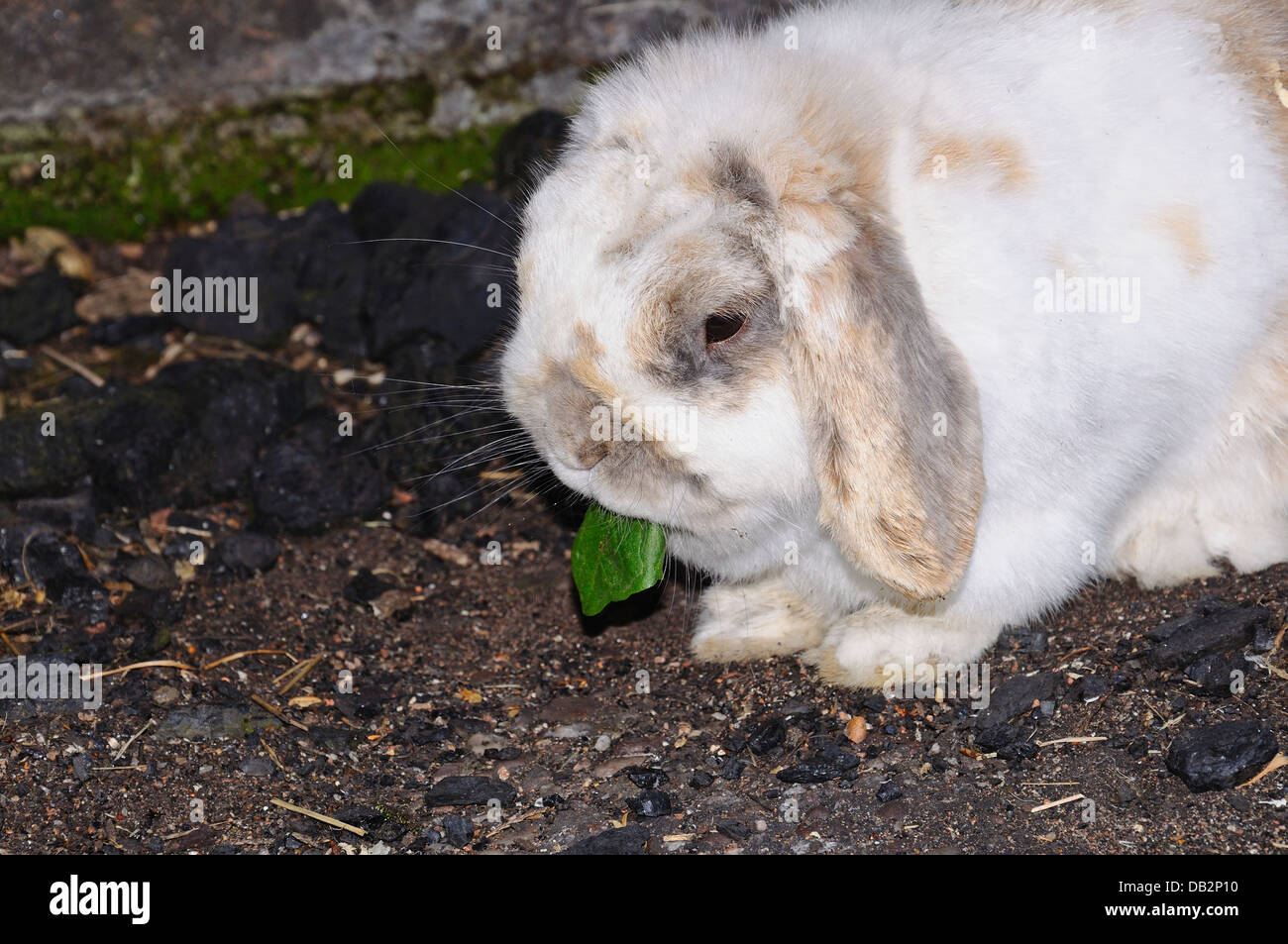 Dwarf Lop (Mini Lop) coniglio a mangiare una foglia di tarassaco. Foto Stock