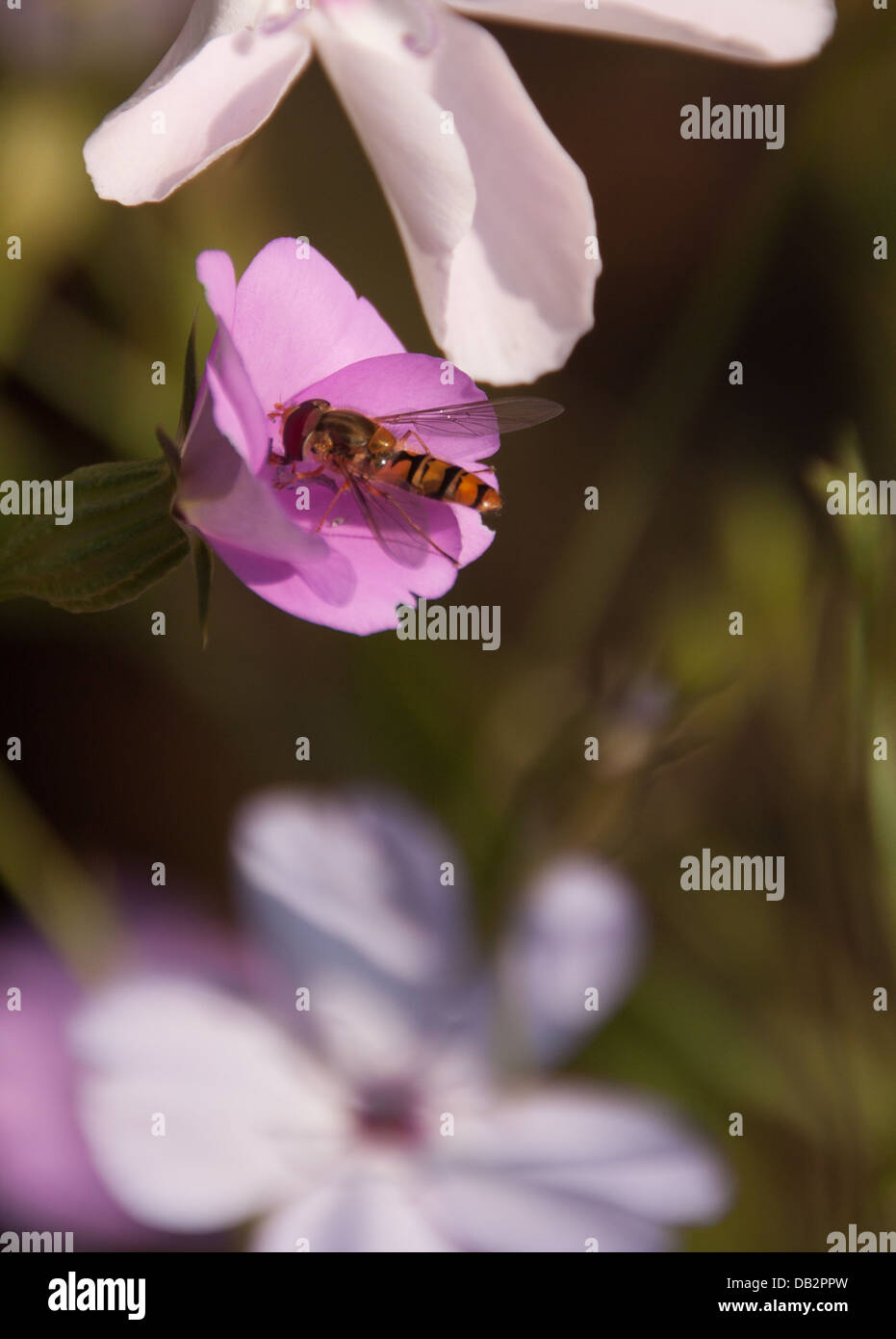 Al passaggio del mouse-volare Foto Stock