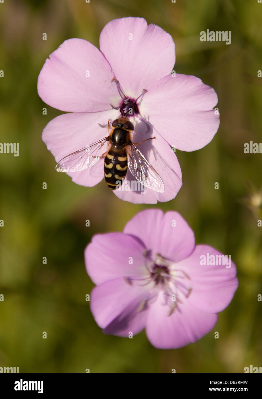 Passare il puntatore del mouse-fly - Scaeva,Pyrastri, Foto Stock