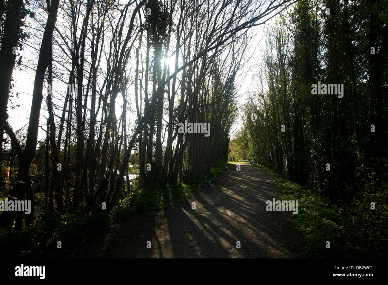 Paesaggio rurale pista ciclabile della tradizionale via contornata da alberi di alto fusto e hedge con il sole che splende attraverso Foto Stock