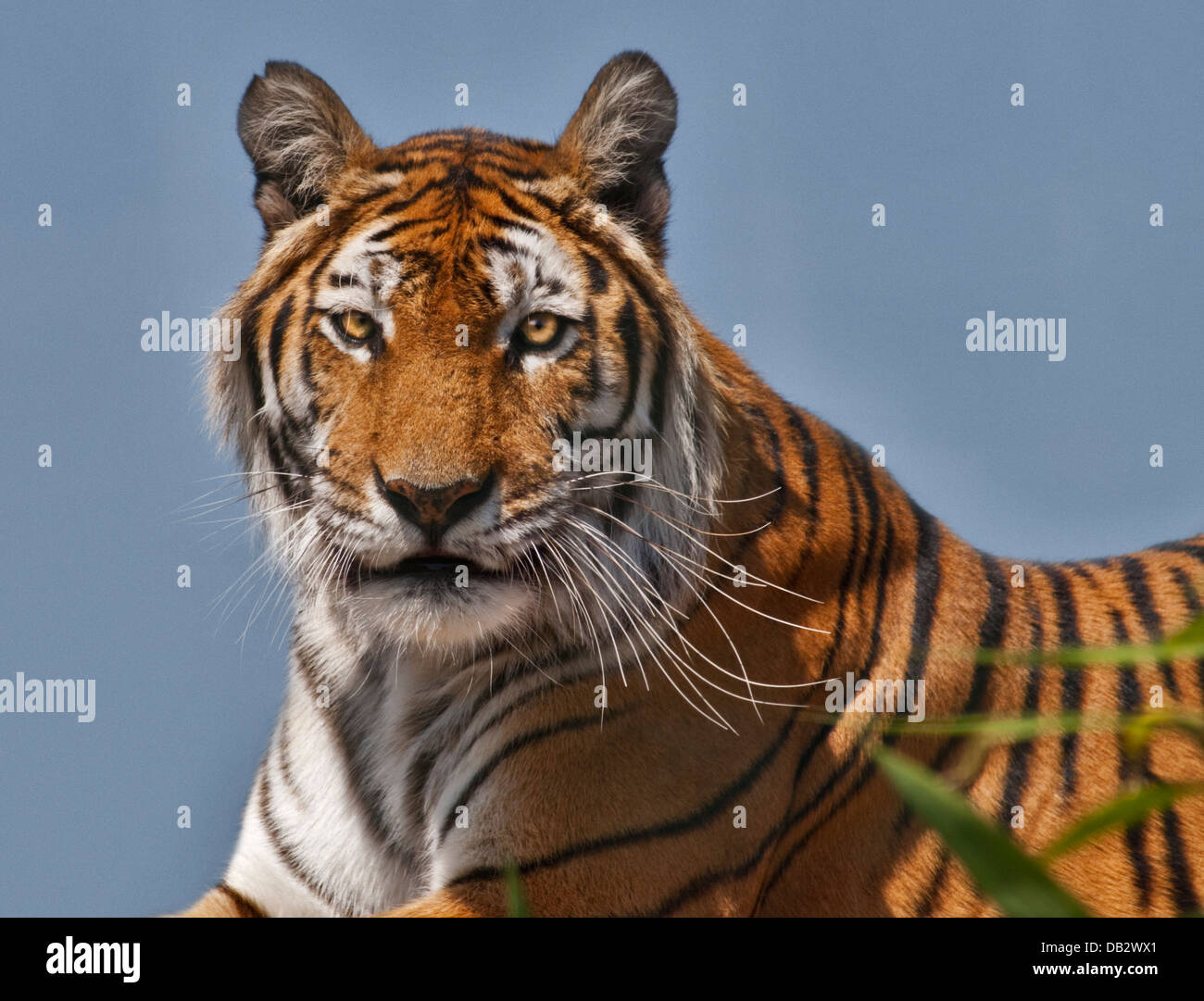 Lola, tigre del Bengala femmina (panthera tigris tigris), Isola di Wight Zoo, Sandown, Isola di Wight in Inghilterra Foto Stock