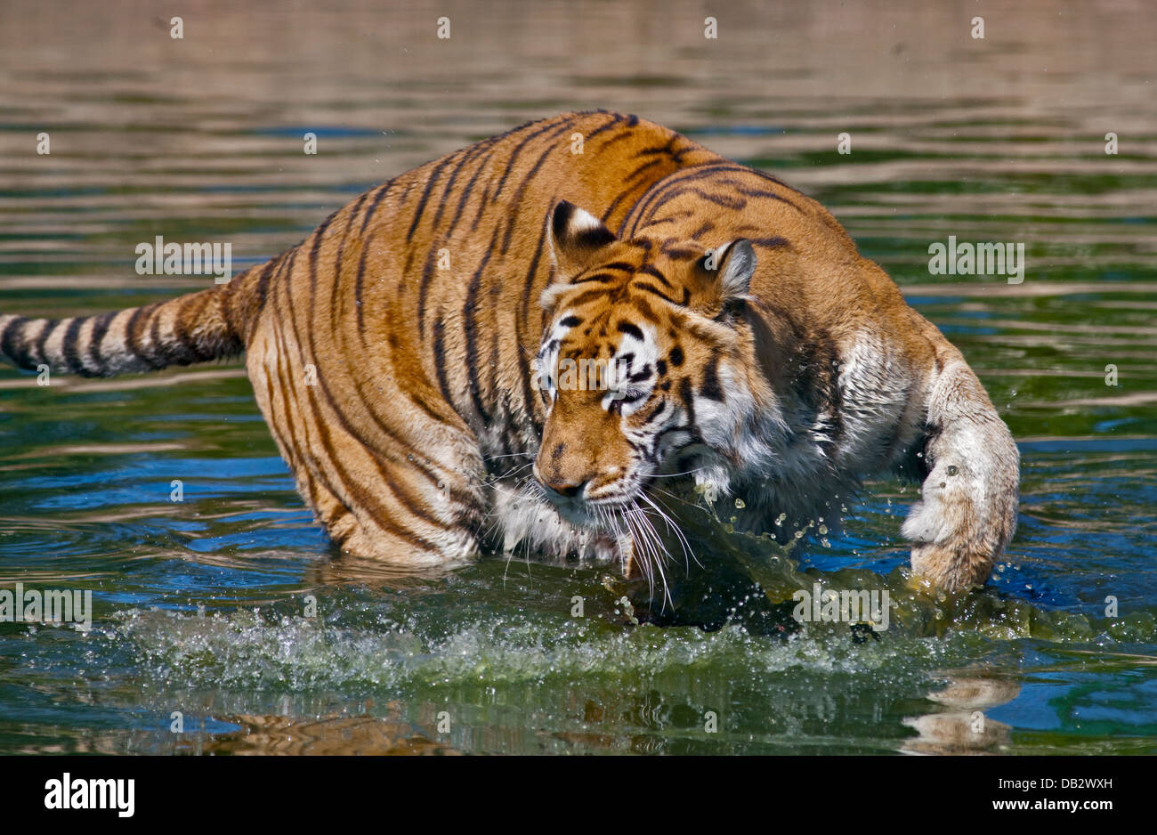 Aysha, tigre del Bengala femmina (panthera tigris tigris), Isola di Wight Zoo, Sandown, Isola di Wight in Inghilterra Foto Stock