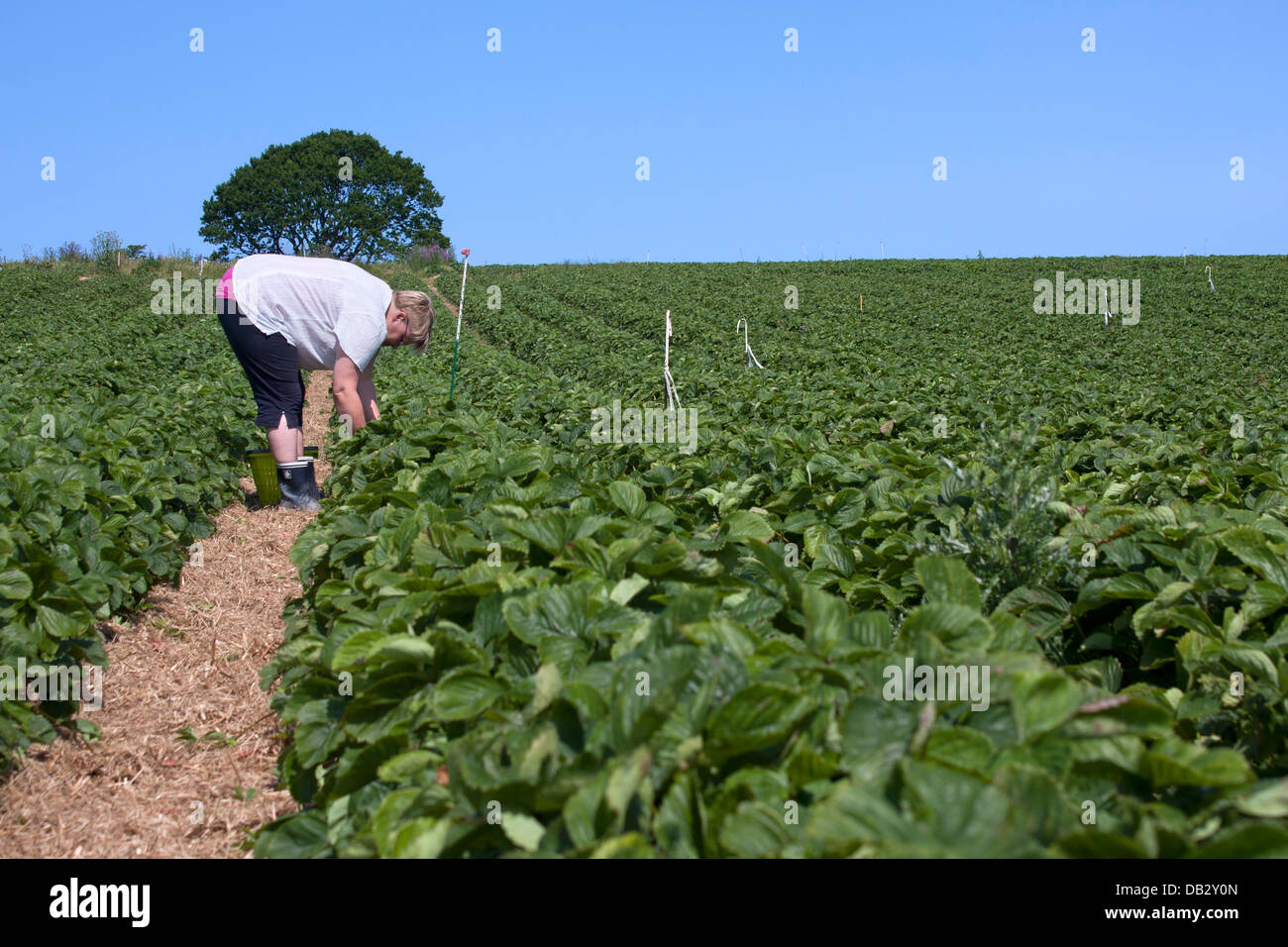 Campo di fragole Foto Stock