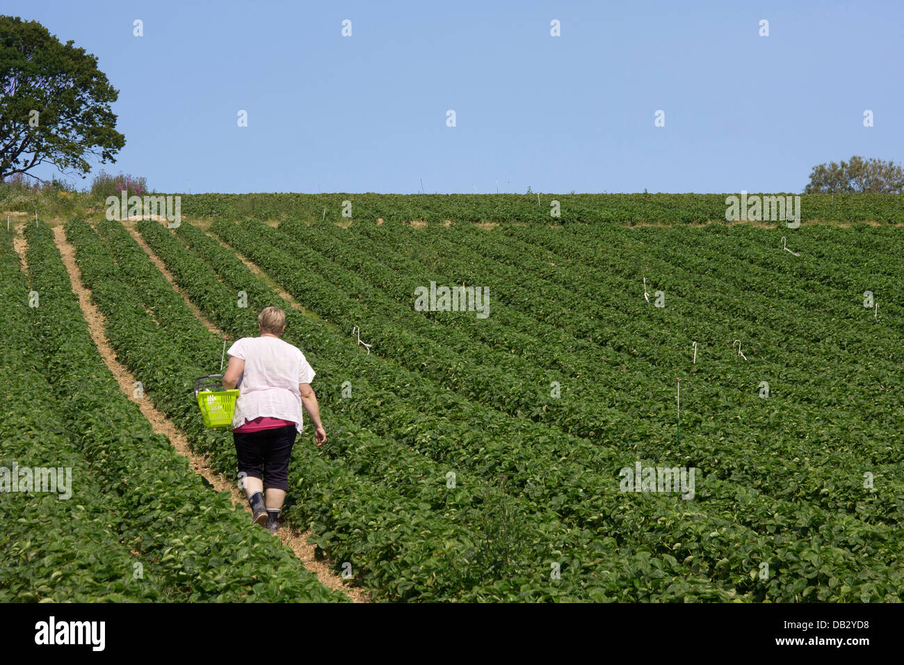 La donna nel campo di fragole Foto Stock