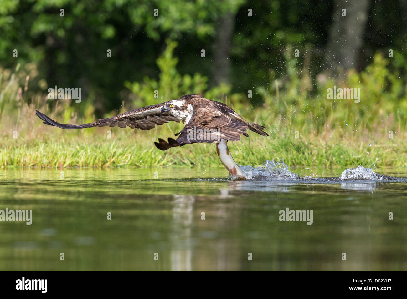 Falco pescatore (Pandion haliaetus) la pesca e la cattura di una trota a Aviemore, Cairngorms, Scozia Foto Stock