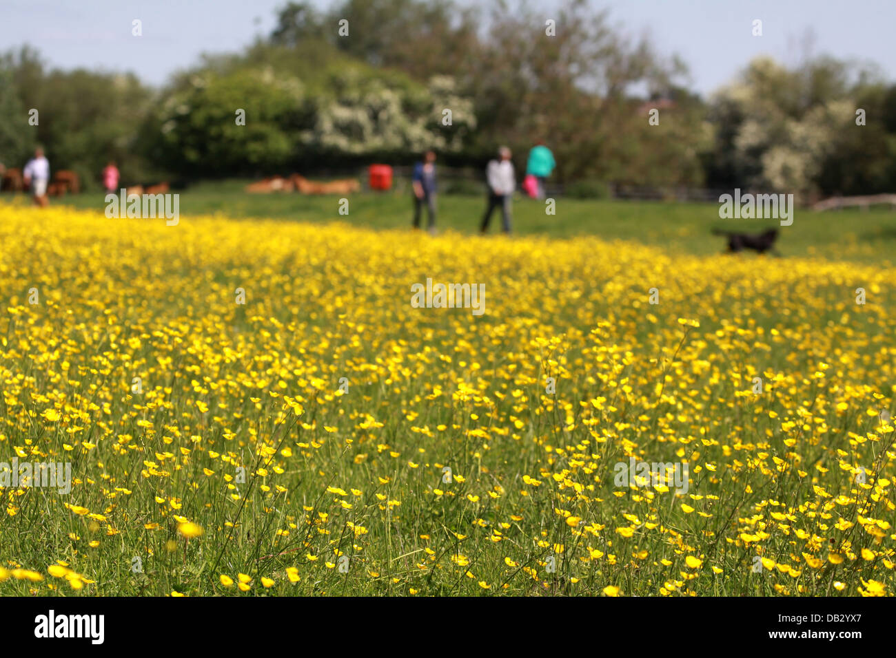 Prato estivo paesaggio immagine dello stile di vita con le persone al di fuori di godersi il bel tempo e ambiente Foto Stock