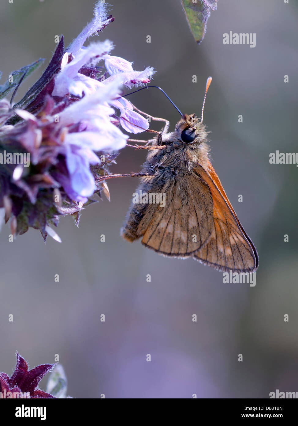 Un grande Skipper butterfly ( Ochlodes venata ) nectaring su un fiore di cardo Foto Stock