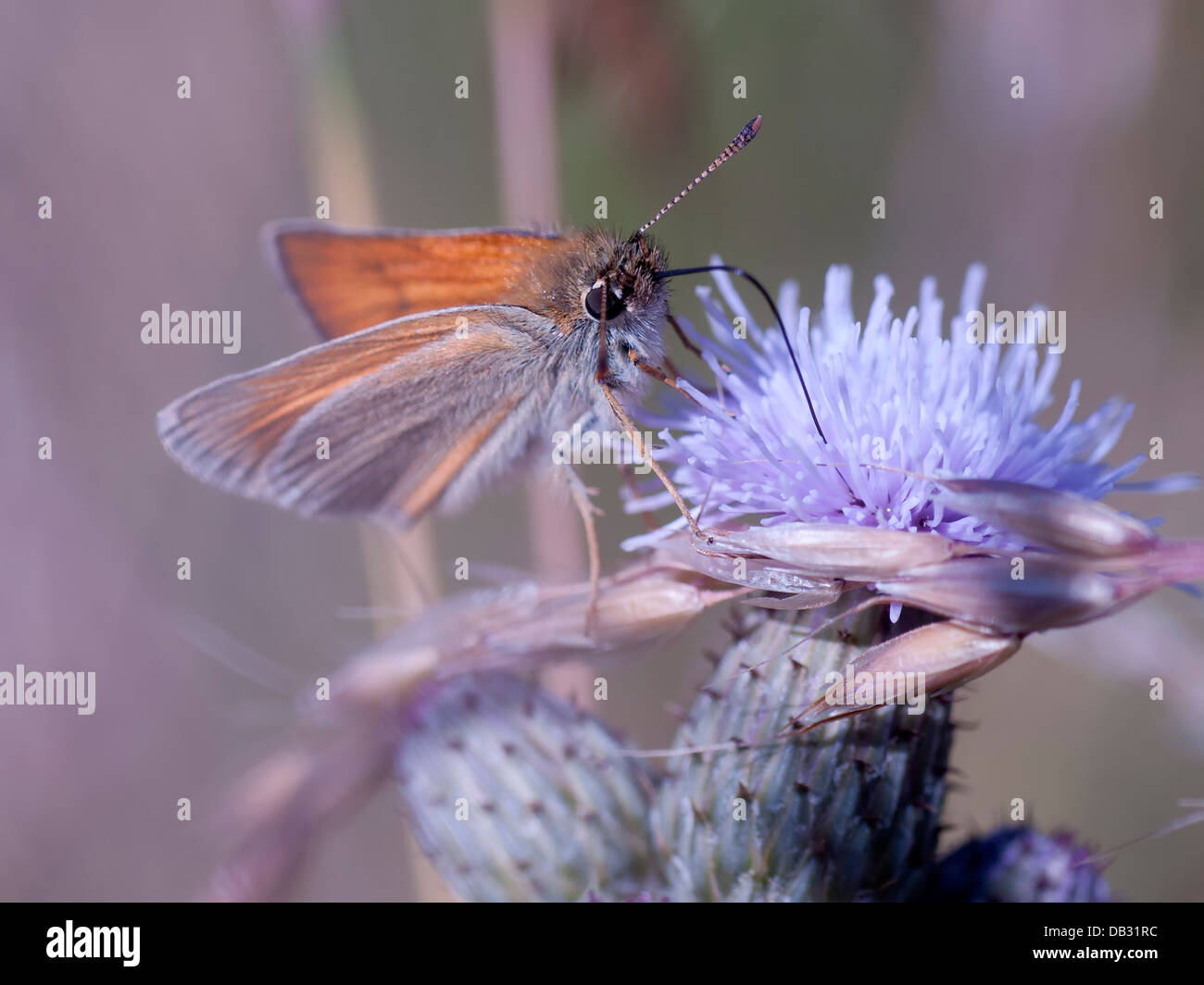 Un piccolo Skipper butterfly ( Thymelicus sylvestris ) nectaring su una testa di cardo Foto Stock