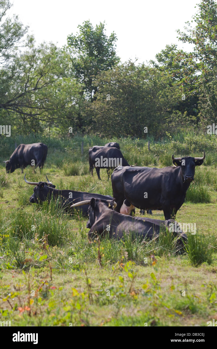 Welsh Black Bovini (Bos taurus). I vitelli e le vacche seduto e masticare il CUD. Nativo di duplice scopo razza per il Galles. Foto Stock