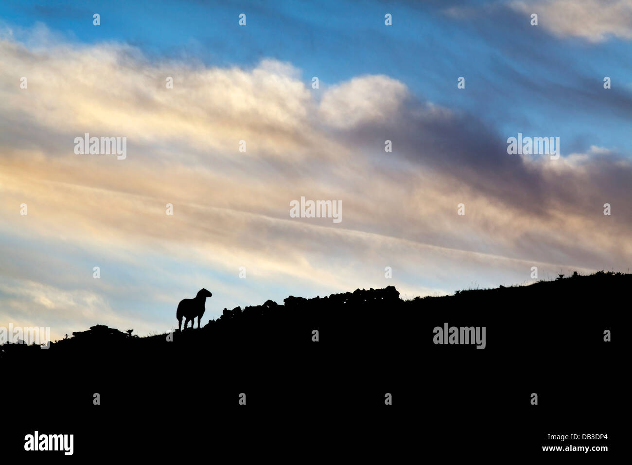 Agnello stagliano contro un cielo crepuscolo vicino Askrigg in Wensleydale Yorkshire Dales Inghilterra Foto Stock