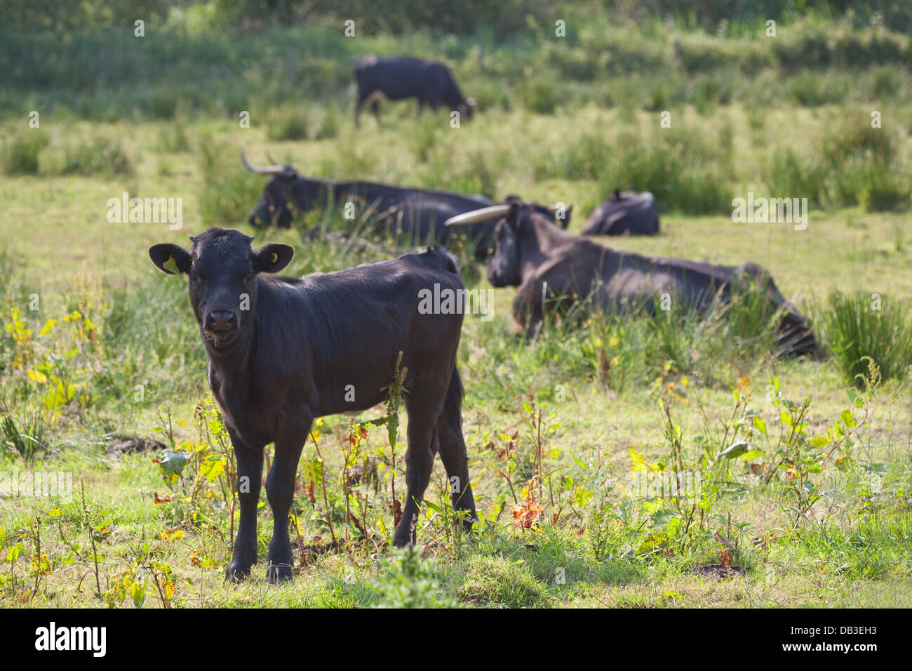 Welsh Black Bovini (Bos taurus). I vitelli e le vacche seduto e masticare il CUD. Nativo di duplice scopo razza per il Galles. Foto Stock