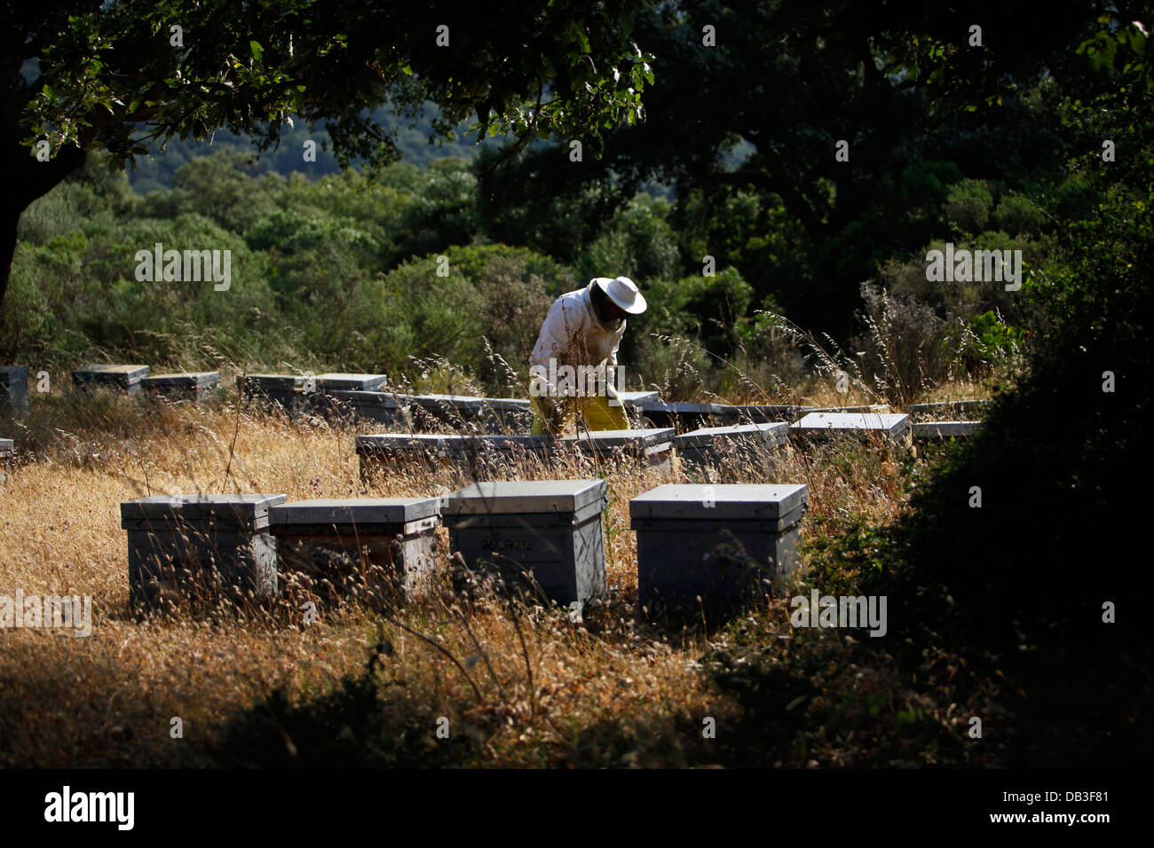 Un apicoltore di Puremiel, miele di una azienda che produce materie organiche di miele, controlli caselle di ape nel Parco naturale de los Alcornocales, Spagna Foto Stock